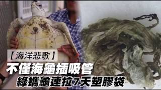 【海洋悲歌】不僅海龜插吸管綠蠵龜連拉7天塑膠袋| 台灣蘋果日報