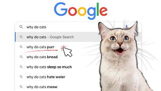 Answering Google&#39;s Top Cat Questions | Why Do Cats...?