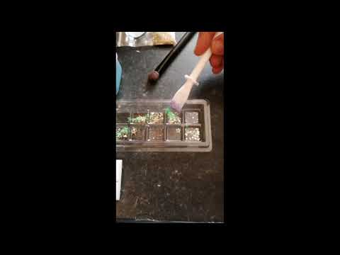 Splatter Effect Snapbar Tutorial