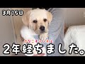 ３月１５日きなこを迎えた記念日。これからも宜しくね。ラブラドール