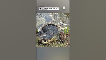 Alligator Devours Invasive Python in Florida