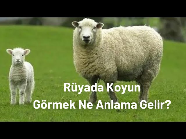 Ruyada Koyun Gormek Ne Anlama Gelir Ruyada Koyun Gorme Youtube