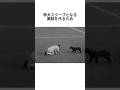 世界一キレキレな野良犬がW杯を支配した伝説 #雑学 #一分でわかる #worldcup