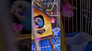 Blue Bird #jelaousbird #funnyanimals #birds #cute #budgies #parrot #wildanimals #funny #song