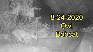 8-24-2020 Owl and Bobcat