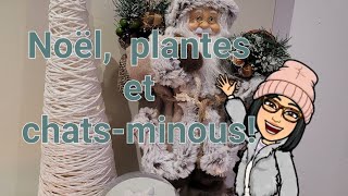 Préparatifs de Noël , plantes et 🐱 🐈 😺