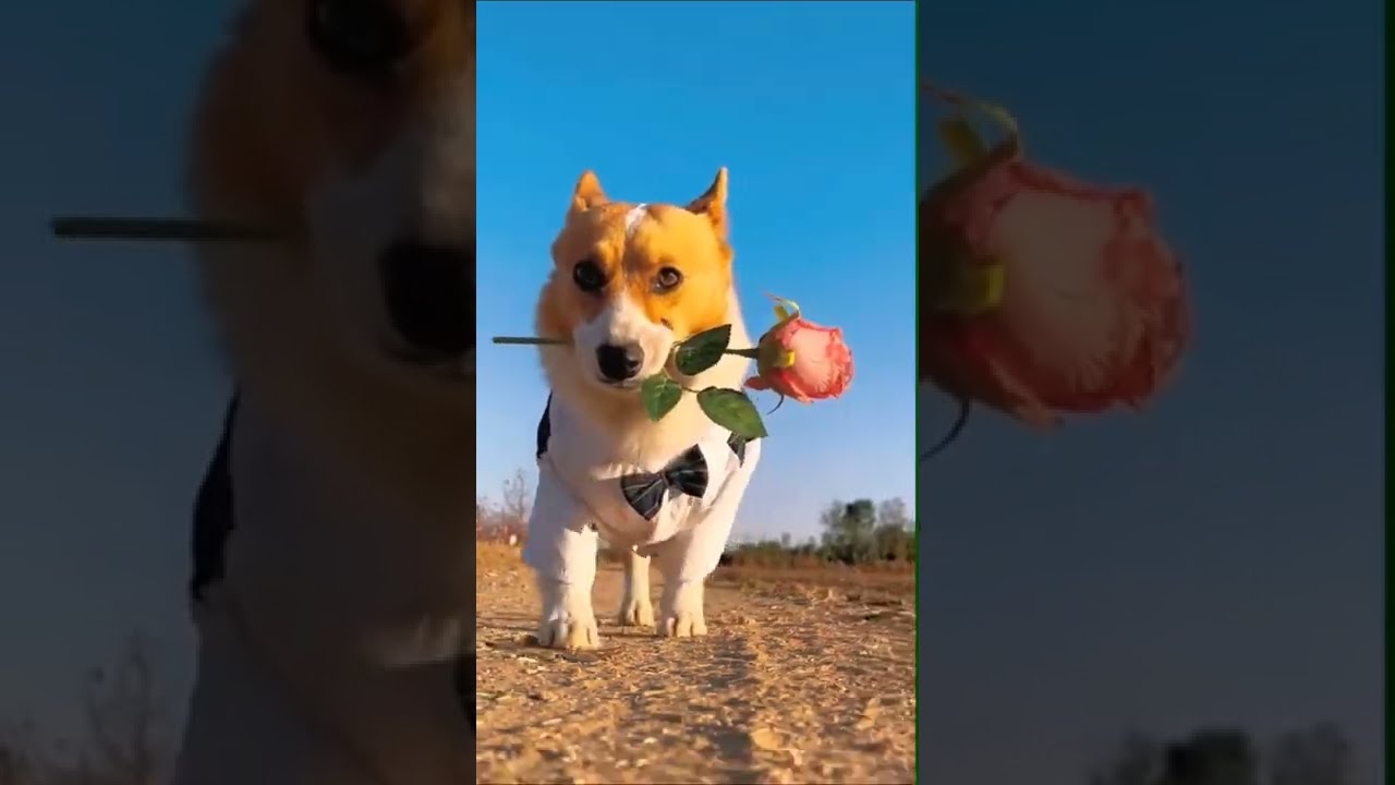 🌹Beautiful Satisfying Videos3🌹