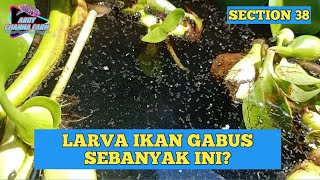 Cara Memindahkan Larva Ikan Gabus Dengan Benar
