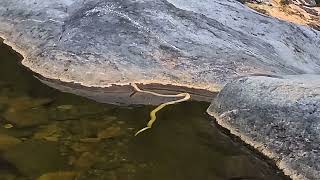 Releasing Cape Cobras back into nature