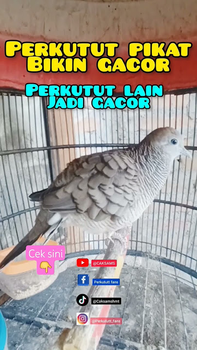 perkutut lokal gacor masteran pikat dan pancingan #perkutut #manggung #gacor #burung #hobi #kong
