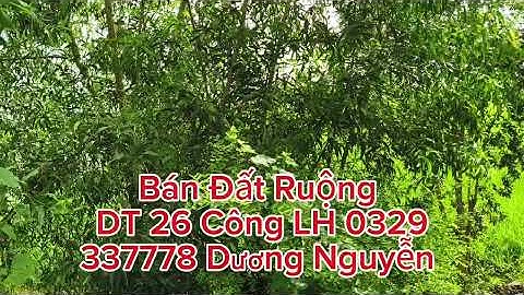 Nhà Đất Bán Đất Ruộng Dt 26 Công Giá 160tr Công/1000m2 Thạnh Hóa Long An Cũ Tây Ninh Mới 