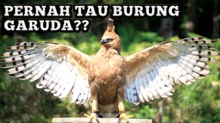 WHAT DOES A REAL GARUDA BIRD LOOK LIKE?