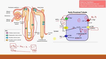 Renal Tubular Acidosis: Type 2