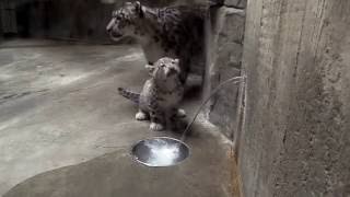 Snow leopard cub Sameera