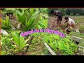 Betel nut planting  new planting  mr drubo vlogs