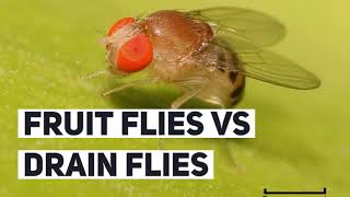 Are those Fruit Flies, Gnats or Drain Flies?