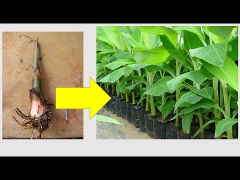 Video: How Plantain Reproduces