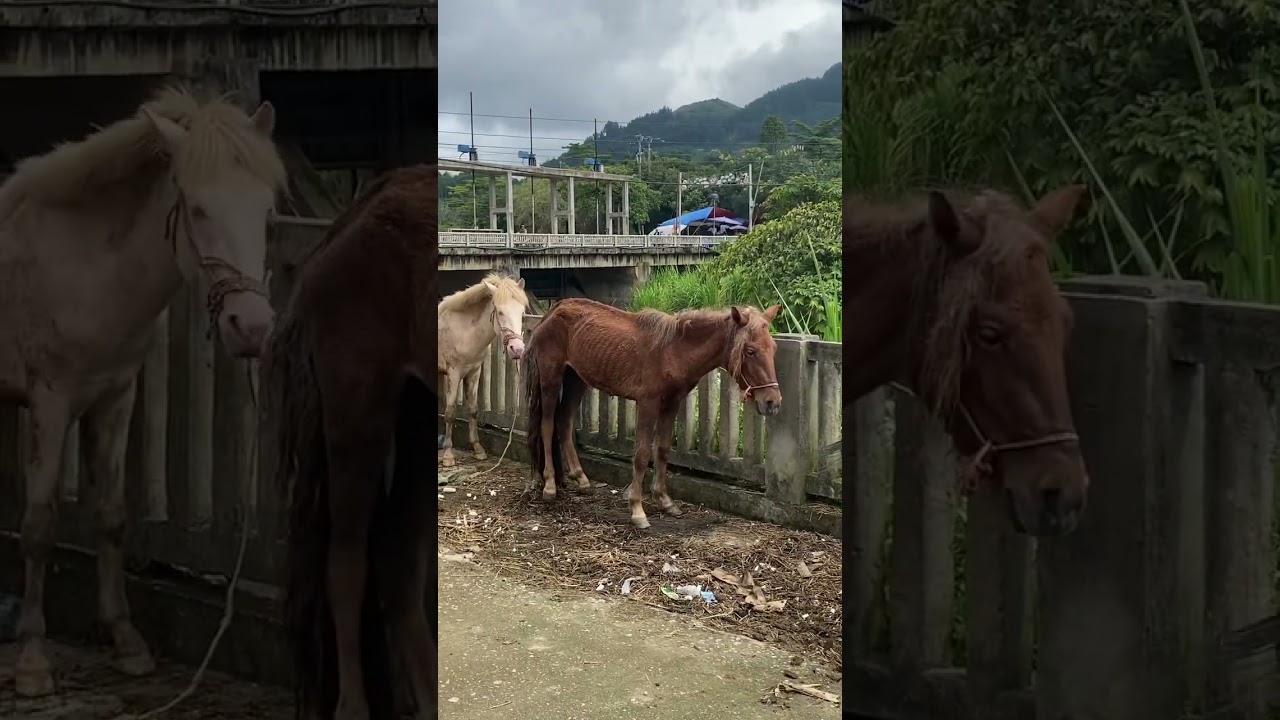 这匹马一看到美女就很嗨🤔🎊#越南 #大熱門 #越南乡村生活 #越南女孩