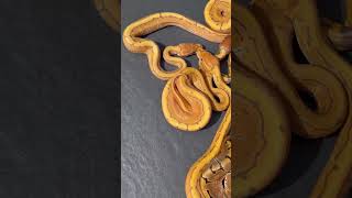 Pile of OD Pinstripe Ultramels!  #ballpython #snake