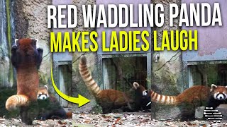 Red Waddling Playful Panda  Walks Toward Another Inside Their Enclosure Making Ladies Laugh
