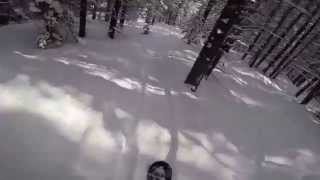 Epic Tree Run