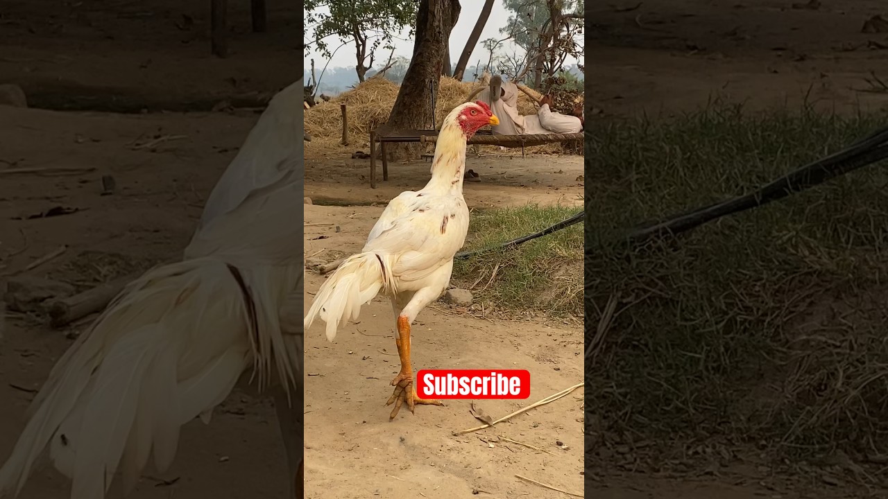 Asheel Murga Fighter 