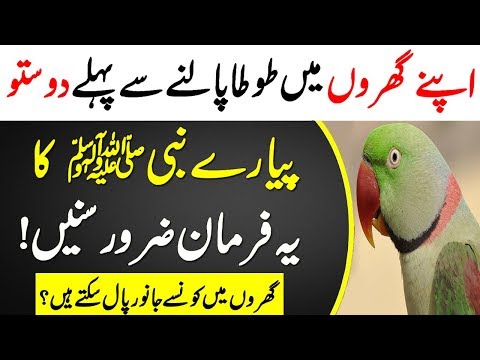 Video: Macaw palma parvarishi - Macaw palma o'stirish haqida bilib oling