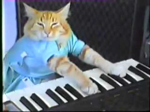 meme---keyboard-cat!