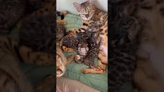 My best Sundays are always with my Bengal cats nearby❤️