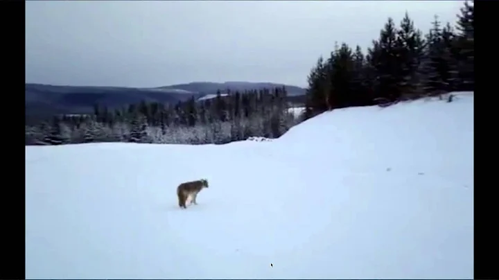 Jim DeVos on habitat management for coyotes