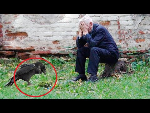 Видео: Кога враната лети?