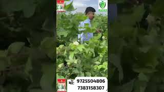 કાપાસ બિયારણ #farmer #rajeshvora#gujrat#khedutputr #gir