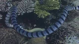 Sea snake try to eat his killed moray