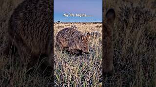 Incredible Australian Wildlife Moments at Sunset 🌅 #aussie #australiadiaries #aussiebush #animals