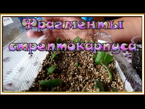 Пересаживаю новые стрептокарпусы
