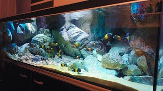 Beautiful Tropheus Bemba Fish Tank | Incredible Tropheus Bemba Aquarium