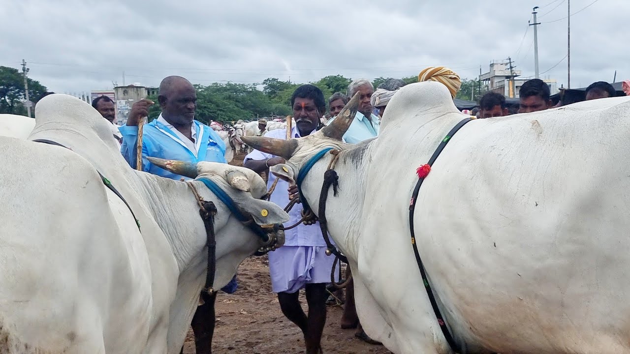biggest bulls market-pebbair bulls market-oxen market-pebbair eddula santha-pebbair oxen prices-ox