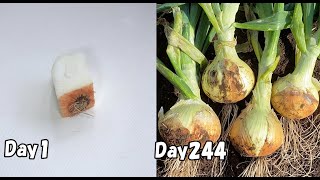 How to regrow onions from kitchen scraps
