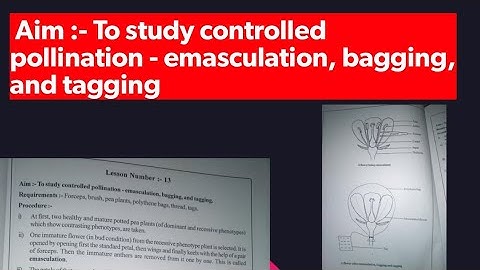 Aim :- To study controlled pollination - emasculation, bagging, and tagging.
