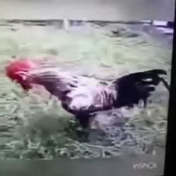 Status wa ayam berkokok sepi