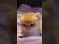 Funny Cats Videos вЂўМЃЬ вЂўМЂ Short 158 Funny Cats Videos вЂўМЃЬ вЂўМЂ Short 158