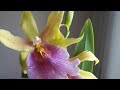 Очень легкая орхидея Мильтония САНСЕТ (Miltonia "Sunset") и небольшой обзор моих орхидей часть 1