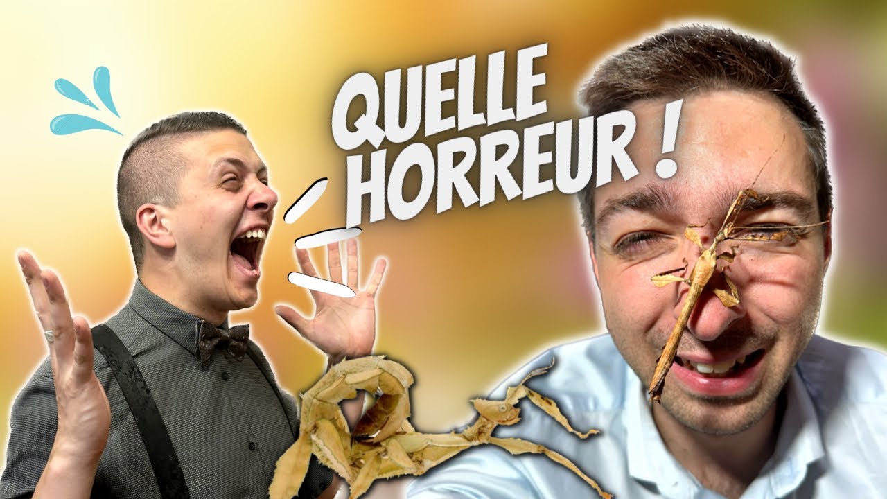 MI-PHASME, MI-SCORPION ? (Extatosoma tiaratum) [La Minute Animale - Ep 4]