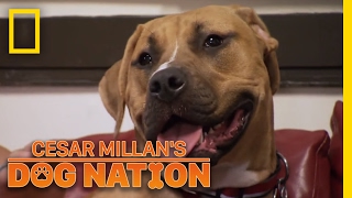 The Cutest Firehouse Pup In Chicago Cesar Millans Dog Nation