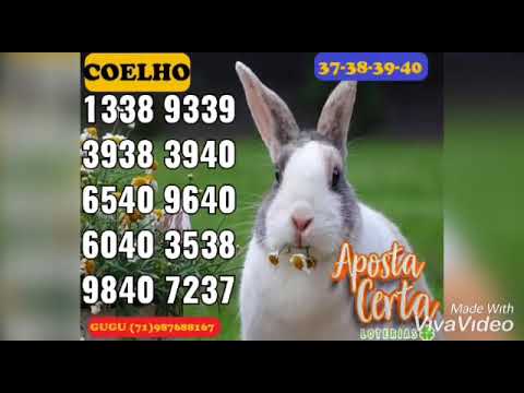 apostas on line em super corridas de cavalos