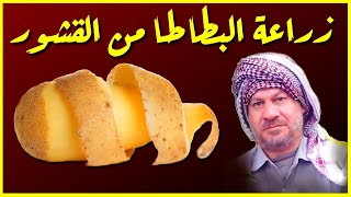 زراعة البطاطا(البتيتة) من قشورها(ج1)