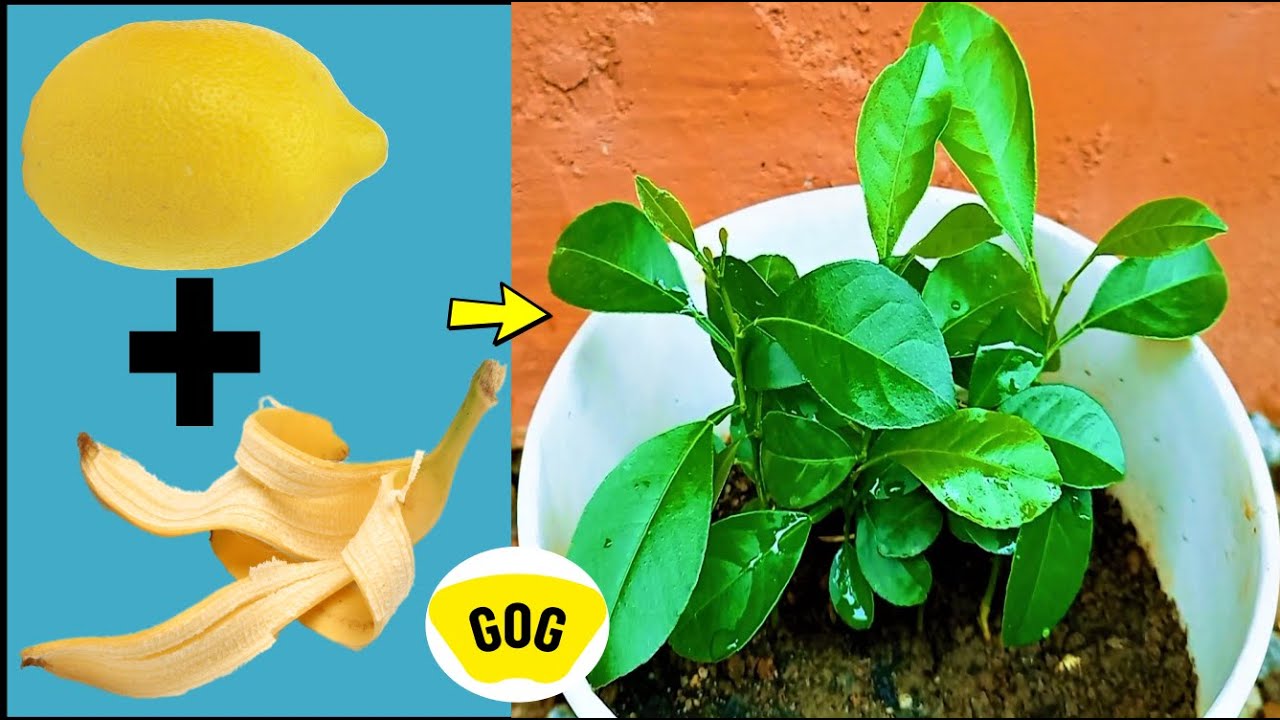 Don't grow lemon in banana, Do this instead How to grow lemon in
