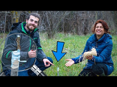 Video: Alberi di corniolo resistenti al freddo: suggerimenti sulla scelta di alberi di corniolo per la zona 4