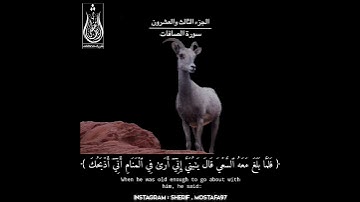 فلما بلغ معة السعي / سورة الصافات / شريف مصطفى