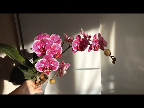Цветение орхидей. 22.01.25
